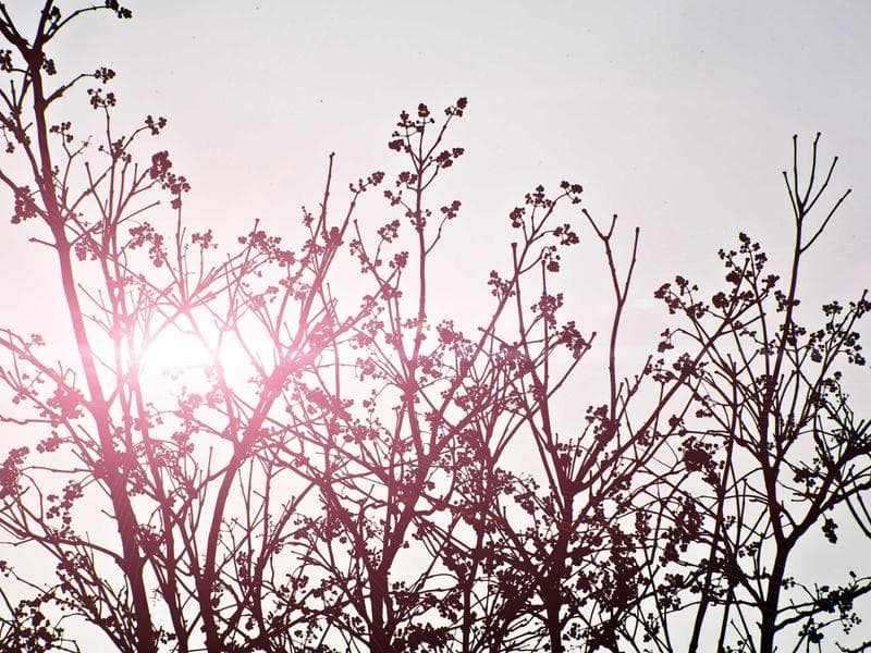 Japan Cherry Blossom Tour